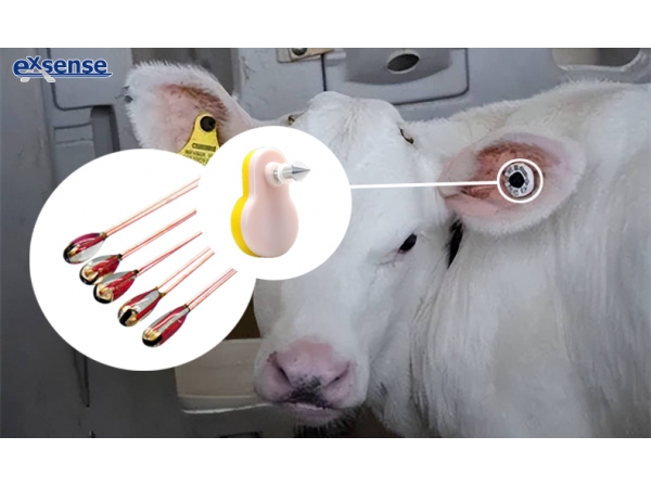 Glass-Encapsulated Thermistor for Livestock Temperature-Sensing Ear Tags